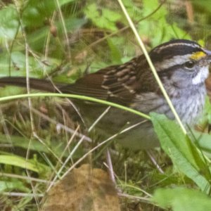 A06WhiteThroatedSparrow1602.jpg