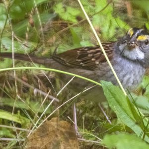 A07WhiteThroatedSparrow1605.jpg