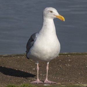 A14GlaucousWingedGull1438.jpg