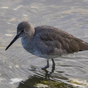 A17Willet1142.jpg