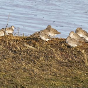 A18Willets&BlackBelliedPlovers1220.jpg