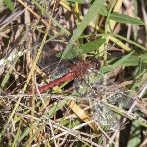 A01WhiteFacedMeadowhawkDragonfly0478.jpg