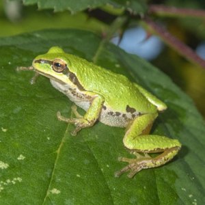 B02aPacificTreeFrogGreenA030009 .jpg