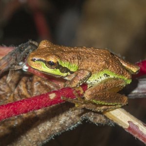 B05PacificTreeFrogBronzeA160015.jpg