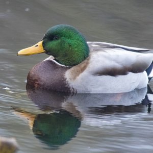 MallardDrake2186.jpg