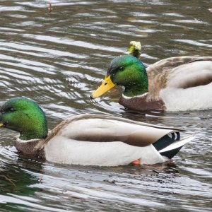 MallardDrakes2117.jpg