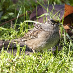 A01GoldenCrownedSparrow2241.jpg