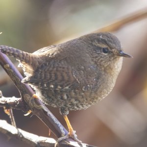 D10PacificWren2505.jpg