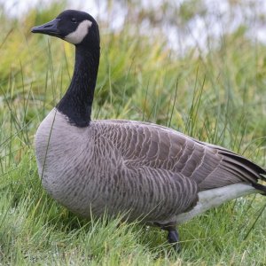 A01CacklingGoose2721.jpg