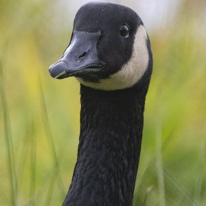 A02CacklingGoose2716.jpg