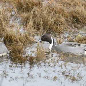 A08PintailDrakesFeeding2795.jpg