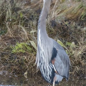 A10GreatBlueHeron2774.jpg