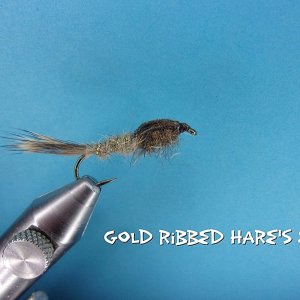 Gold Ribbed Hare's Ear.jpg