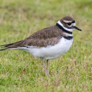 A04Killdeer2991.jpg