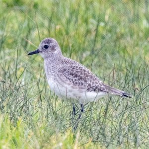 A05BlackBelliedPlover3017.jpg