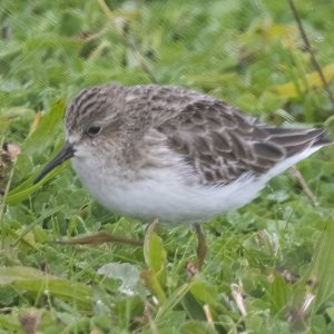 A06LeastSandpiper2977.jpg