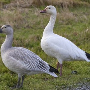 A02SnowGooseAdult&Juvenile3309.jpg