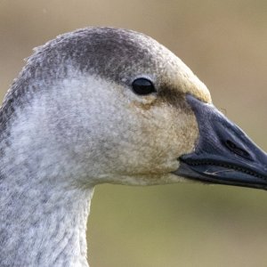 A03SnowGooseJuvenileHeadShot3299.jpg