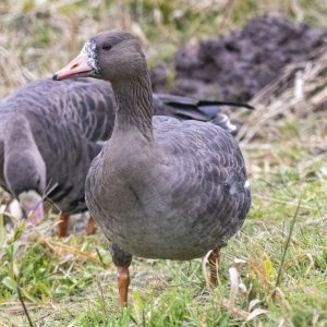 WhiteFrontedGooseJuvenile4187.jpg