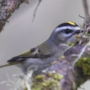 B03GoldenCrownedKinglet4286 copy.jpg