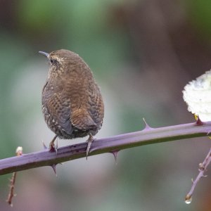 B08bPacificWren3937 copy.jpg