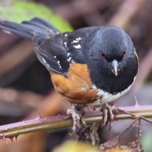 B09SpottedTowheeMale3940 copy.jpg