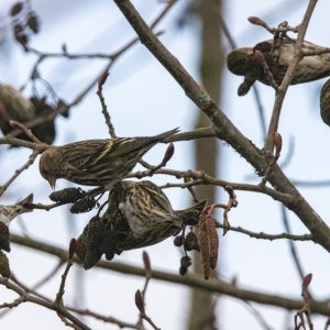 B11PineSiskins4213 copy.jpg