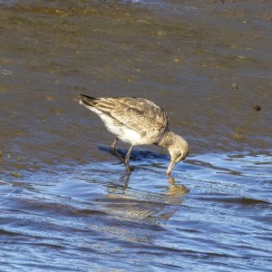 A02HudsonianGodwit0628.jpg