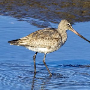 A03HudsonianGodwit0651.jpg