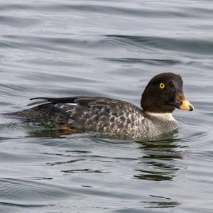 C09CommonGoldeneyeHen4751.jpg