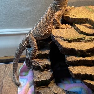 beardie.jpg