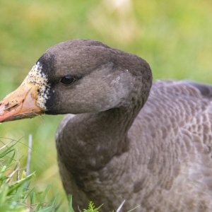 A02WhiteFrontedGooseFeeding4705.jpg