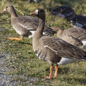 A03WhiteFrontedGooseAdult0327.jpg