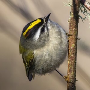 A02GoldenCrownedKinglet0896.jpg