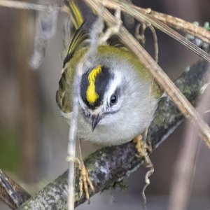 A04GoldenCrownedKinglet4691.jpg