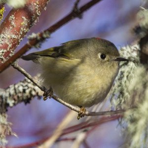 A05bRubyCrownedKinglet0129.jpg