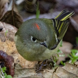 A05RubyCrownedKinglet1099.jpg