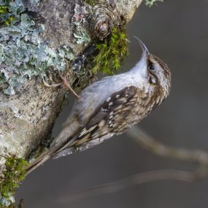 A06BrownCreeper0851.jpg