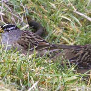 B06WhiteCrownedSparrow1150.jpg