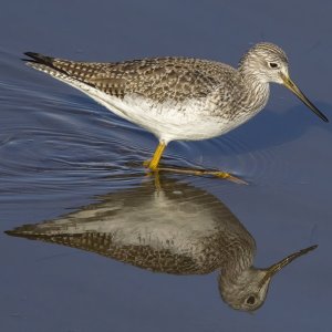 GreaterYellowlegs0197.jpg