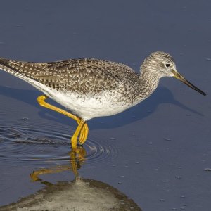 GreaterYellowlegs0204.jpg