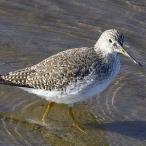 GreaterYellowlegs0300.jpg