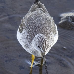 GreaterYellowlegs0302.jpg