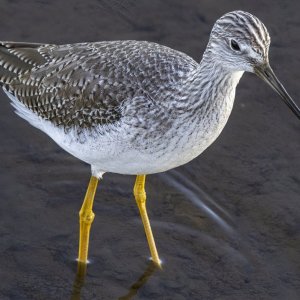 GreaterYellowlegs0307.jpg