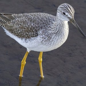 GreaterYellowlegs0308.jpg