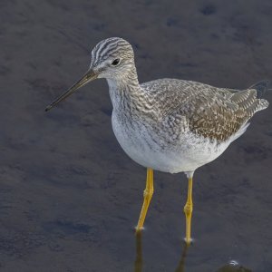 GreaterYellowlegs0313.jpg