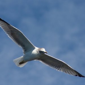 Birds6.jpg