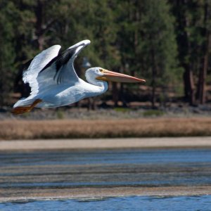 Birds7.jpg