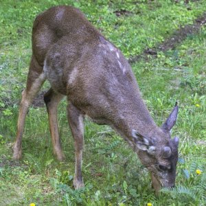 A02BuckGrowiingAntlers1329.jpg