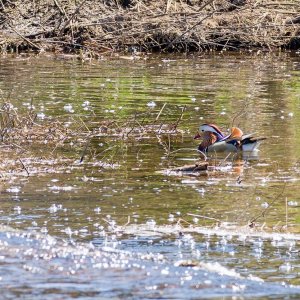 008-Manderin-Duck-050125.jpg